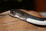 Siamese spitting cobra