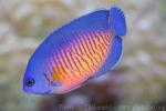 Twospined angelfish