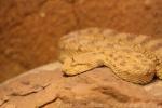 Sahara horned viper