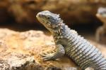 Giant spiny-tailed lizard
