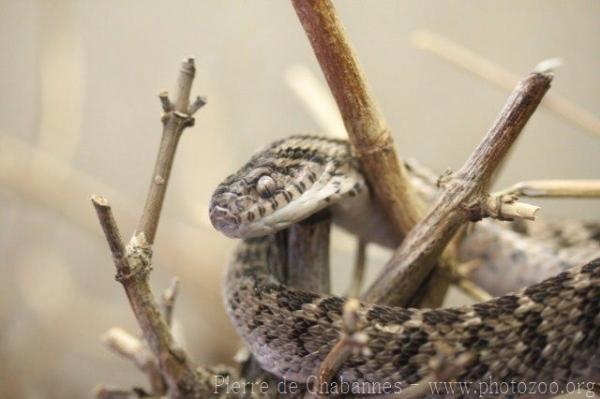 Common egg-eating snake