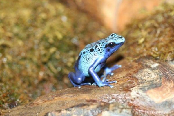 Blue dyeing poison frog