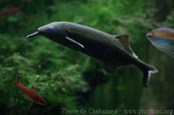Elephantnose fish