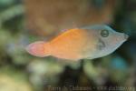 Redtail filefish