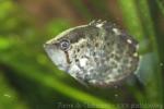 Guyana leaffish