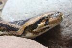 Asiatic rock python