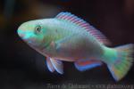 Quoy's parrotfish