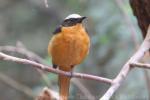White-crowned robin-chat