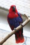Eclectus parrot