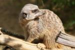 Slender-tailed meerkat