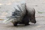 Indian crested porcupine