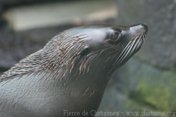 South American fur seal
