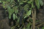 Peruvian black stick-insect