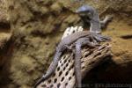 Line-tailed pygmy monitor