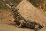 Giant spiny-tailed lizard