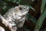 Utila spiny-tailed iguana