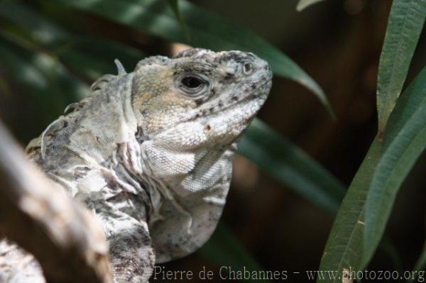 Utila spiny-tailed iguana