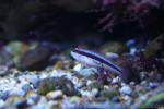Striped goby *