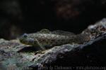 Ornate goby