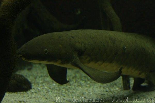 Australian lungfish