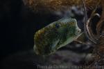 Horn-nosed boxfish