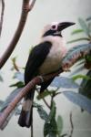 Luzon tarictic hornbill *