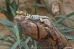 Baja California rock lizard