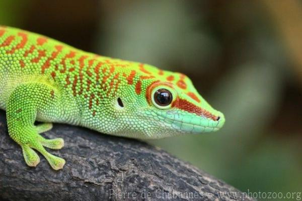 Giant day gecko