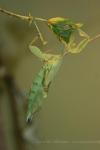 Thailand leaf insect