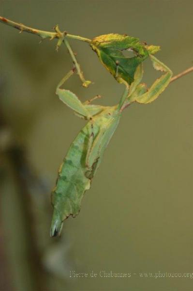 Thailand leaf insect