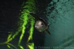 Mississippi paddlefish