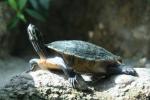 Florida redbelly turtle