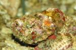 False stonefish