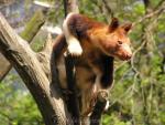 Goodfellow's tree-kangaroo