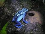 Blue dyeing poison frog