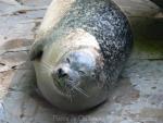 Common harbor seal