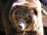 Kodiak brown bear *