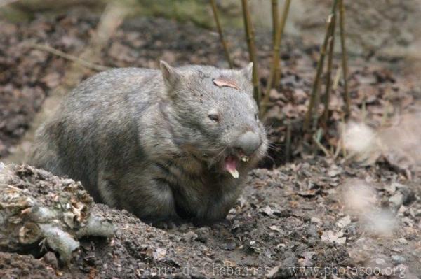 Mainland wombat