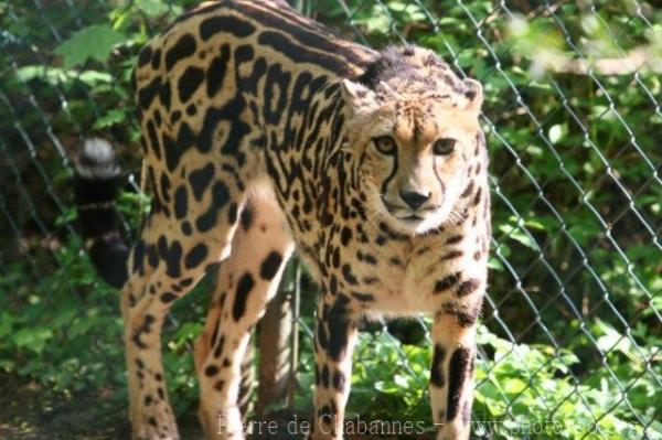 Southern Cheetah *