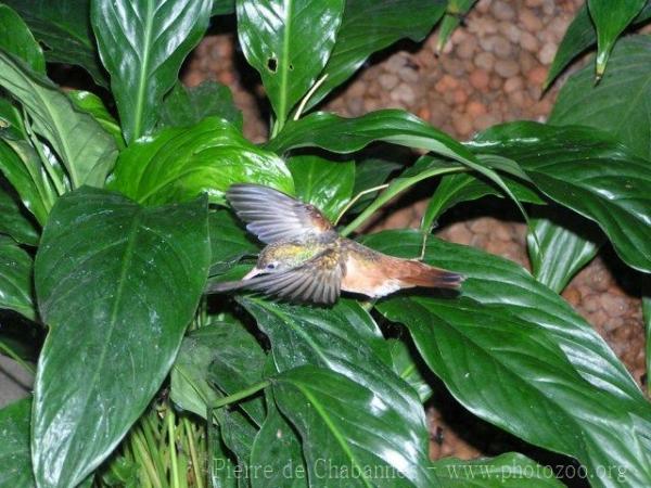 Amazilia hummingbird *