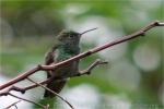 Berylline hummingbird *