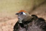Red-fronted coua *