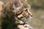 Black-footed cat *