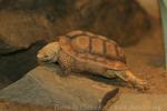 Parrot-beaked tortoise