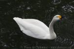 Bewick's swan