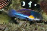 Yellow-spotted pygmy-wrasse