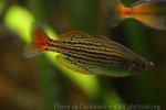 Macculloch's rainbowfish
