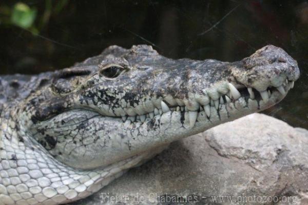 New Guinea crocodile *