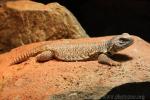 Moroccan spiny-tailed lizard