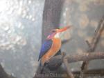 African pygmy-kingfisher *
